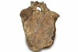 Hadrosaur (Edmontosaurus) Anterior Caudal Vertebra - Wyoming #316930-2